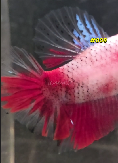 Male Halfmoon Plakat Koi Betta Fish #008