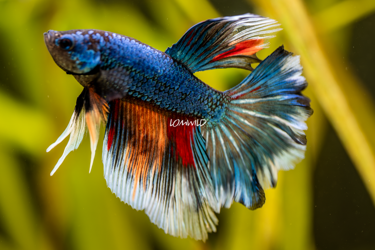 009 High Quality Betta Fish LOMWILD USA Bred - LOMWILD
