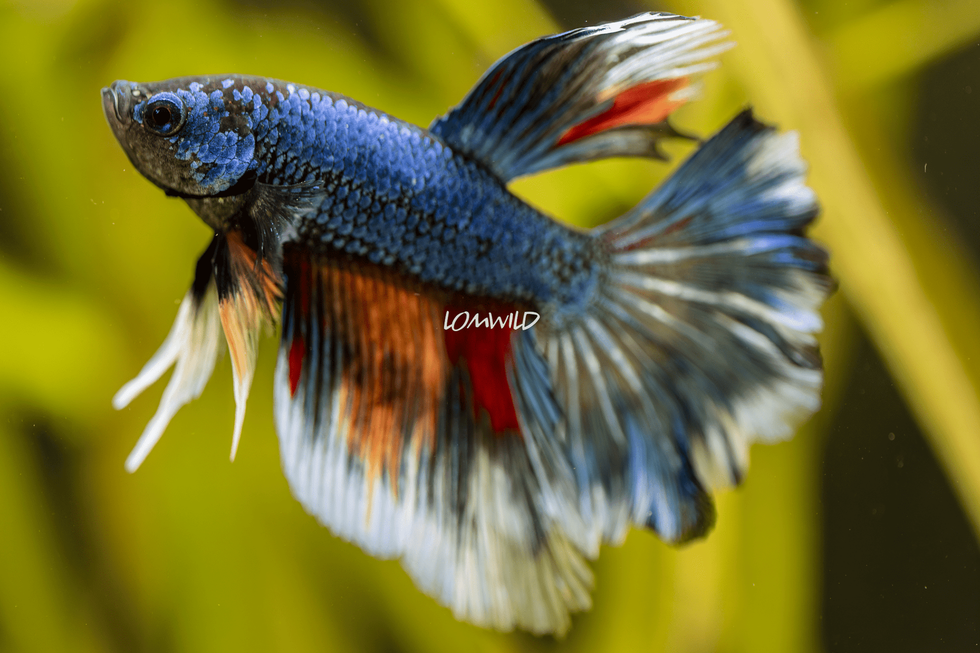 009 High Quality Betta Fish LOMWILD USA Bred - LOMWILD