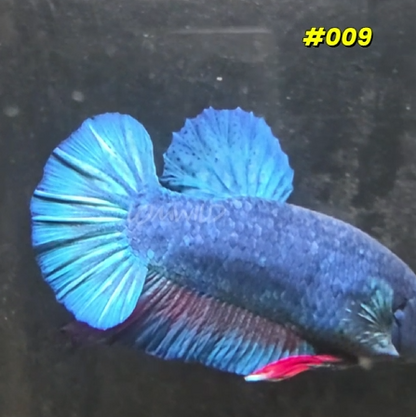 #009 Halfmoon Plakat Purple Skies Male Betta Fish