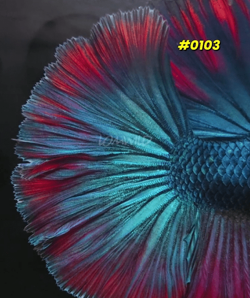 0103 Purple Skies Halfmoon Male - LOMWILD