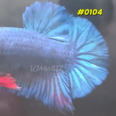 0104 Purple Skies Halfmoon Plakat Male - LOMWILD