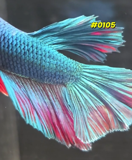 0105 Purple Skies Halfmoon Male - LOMWILD