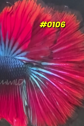 0106 Halfmoon Spidey Boy Male - LOMWILD