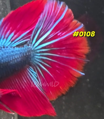 0108 Halfmoon Spidey Boy Male - LOMWILD