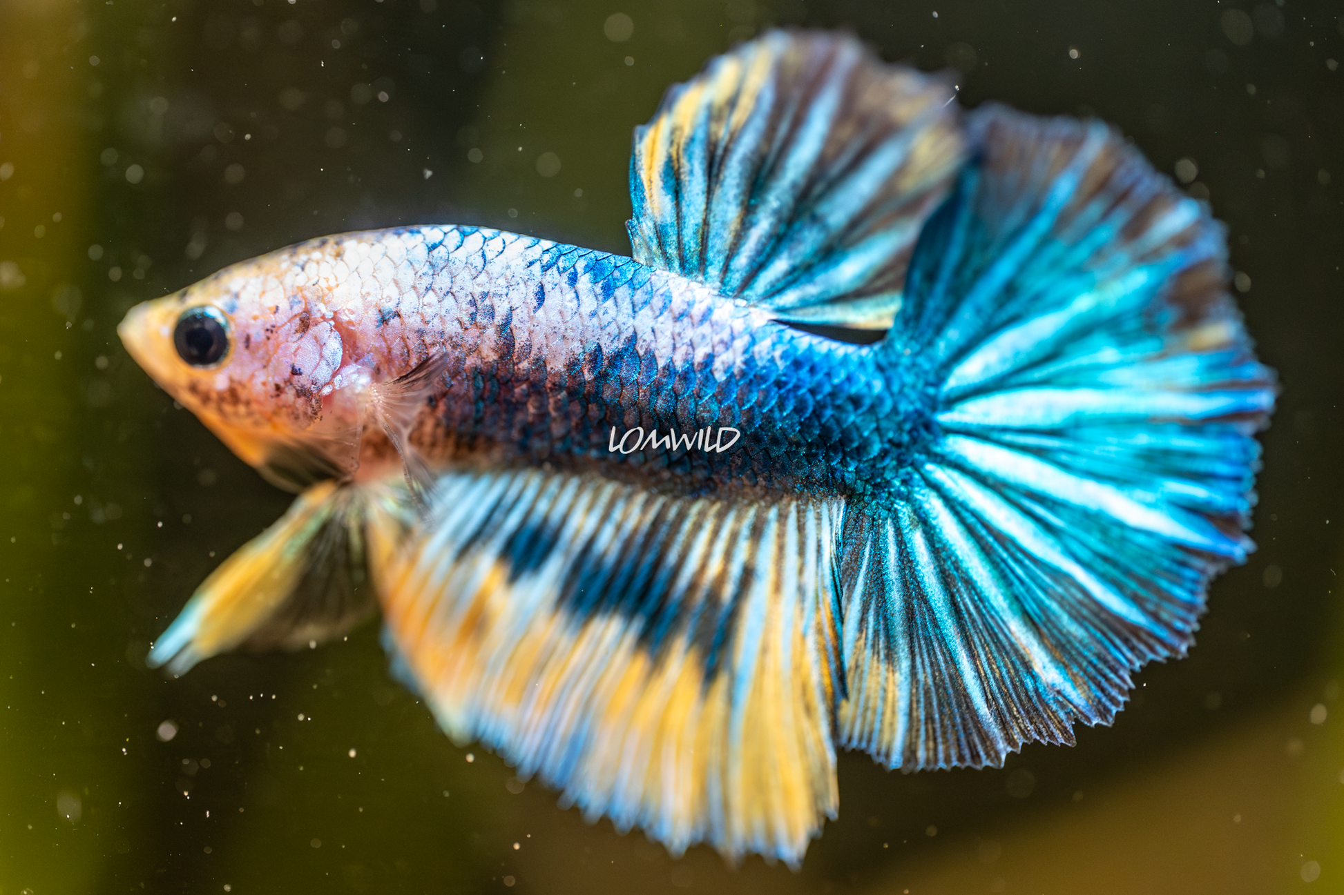 011 LOMWILD Fancy Betta Fish Premium Quality - LOMWILD