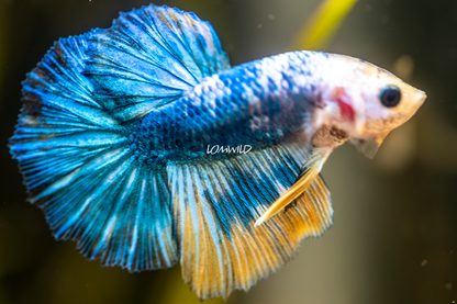 011 LOMWILD Fancy Betta Fish Premium Quality - LOMWILD