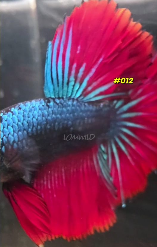 012 Halfmoon Spidey Boy Male - LOMWILD