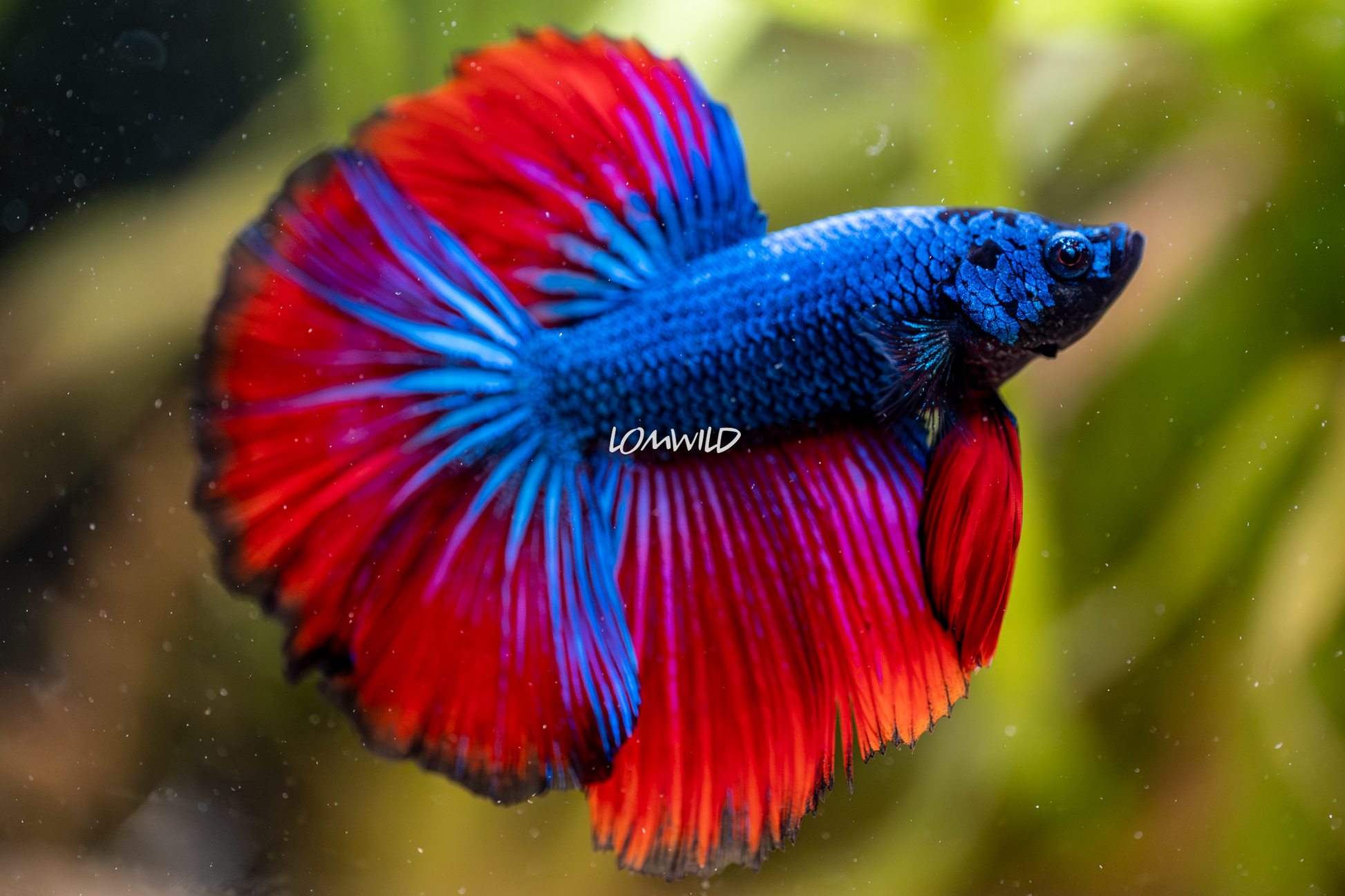 012 Premium Betta Fish USA Raised LOMWILD - LOMWILD