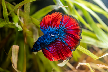 012 Premium Betta Fish USA Raised LOMWILD - LOMWILD
