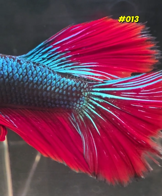 013 Halfmoon Spidey Boy Male - LOMWILD