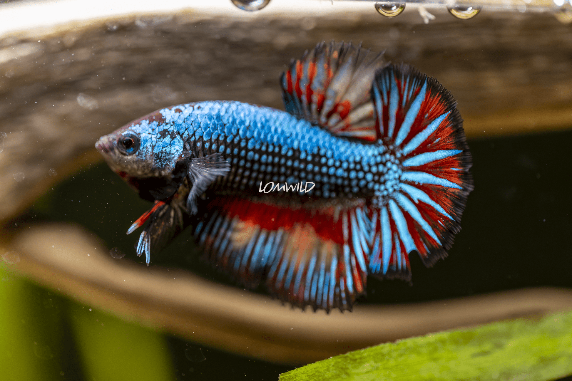 013 LOMWILD Betta Fish High End Quality - LOMWILD