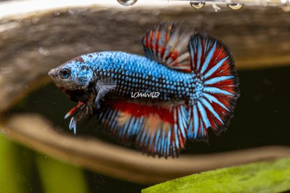 013 LOMWILD Betta Fish High End Quality - LOMWILD
