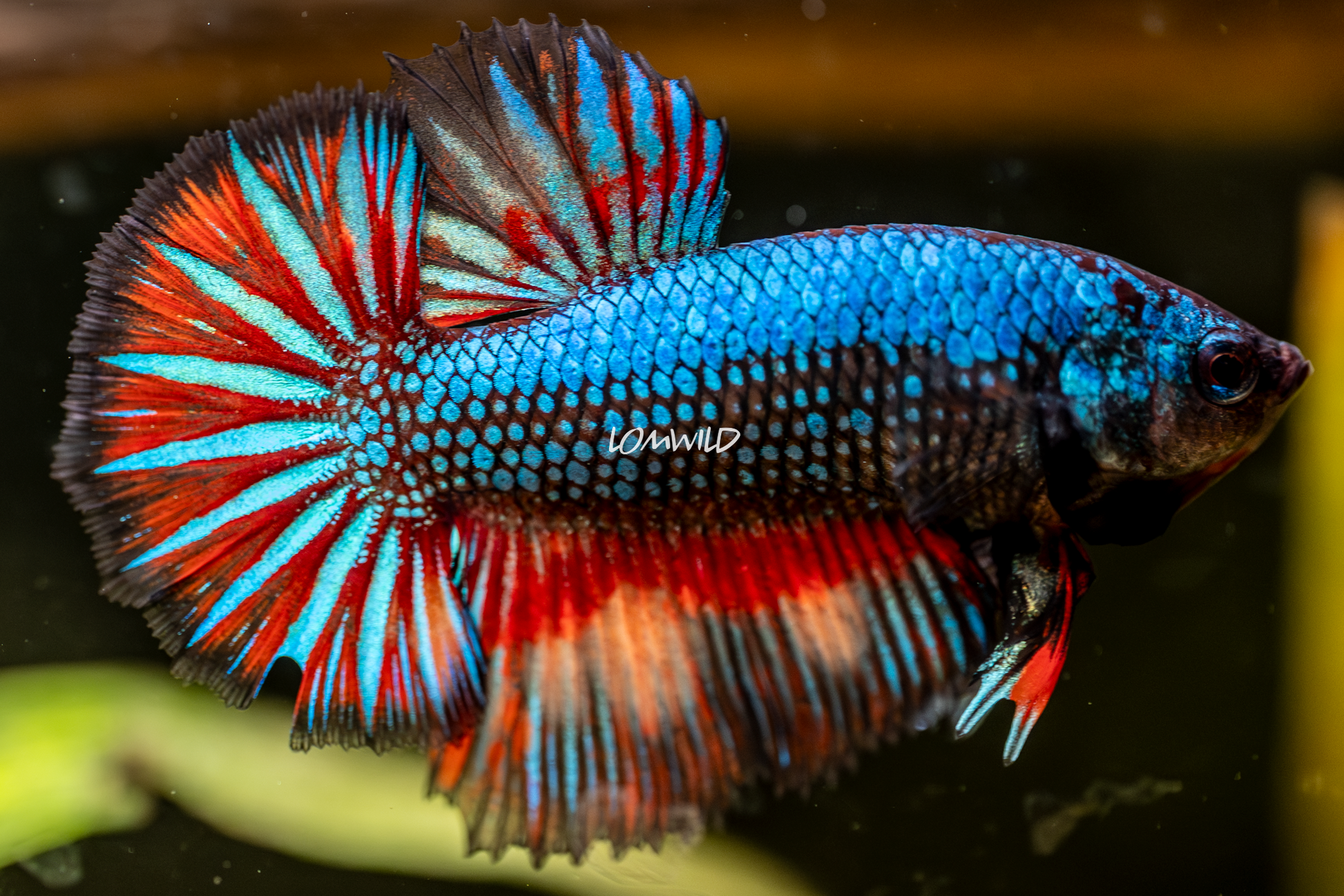 013 LOMWILD Betta Fish High End Quality - LOMWILD