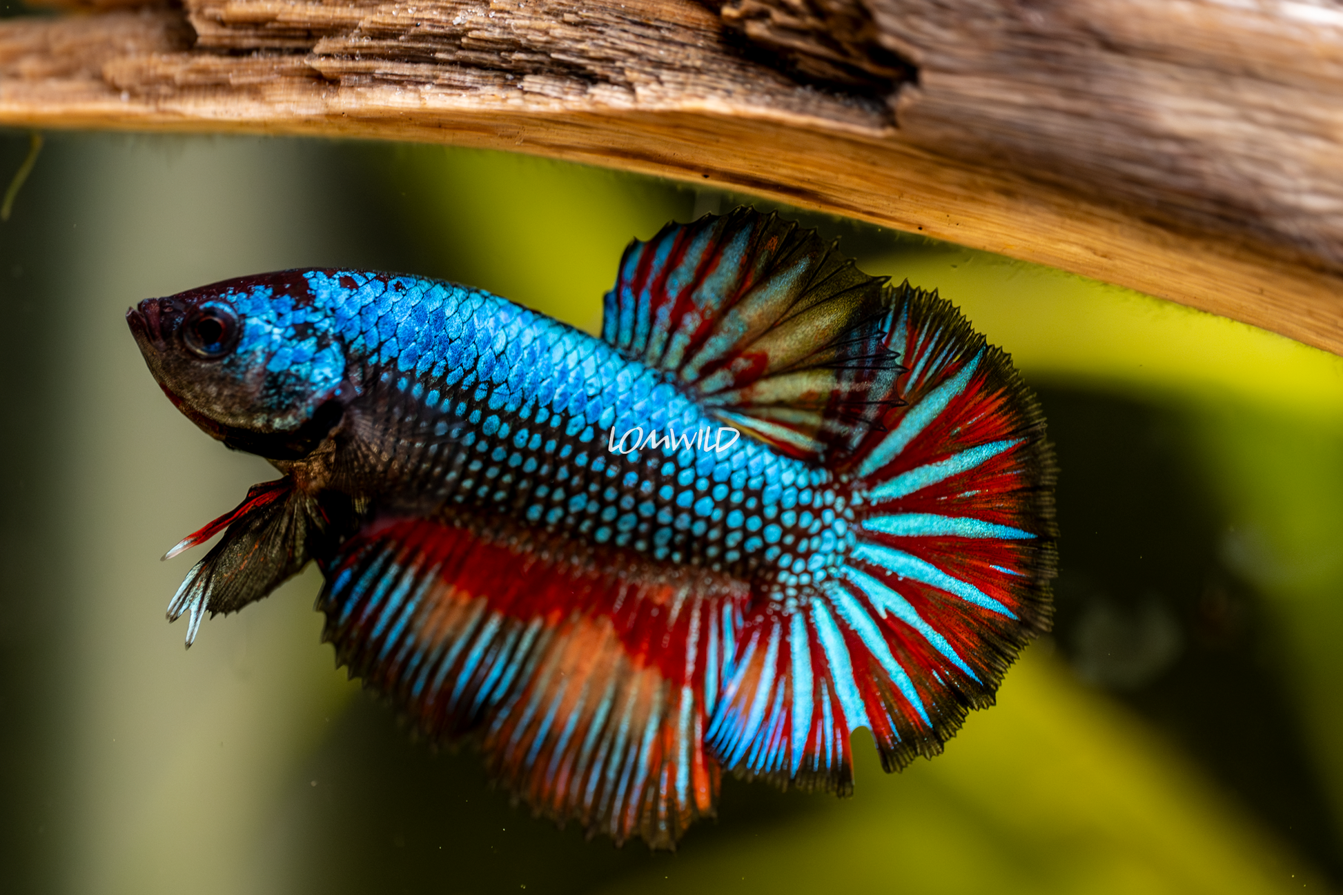 013 LOMWILD Betta Fish High End Quality - LOMWILD