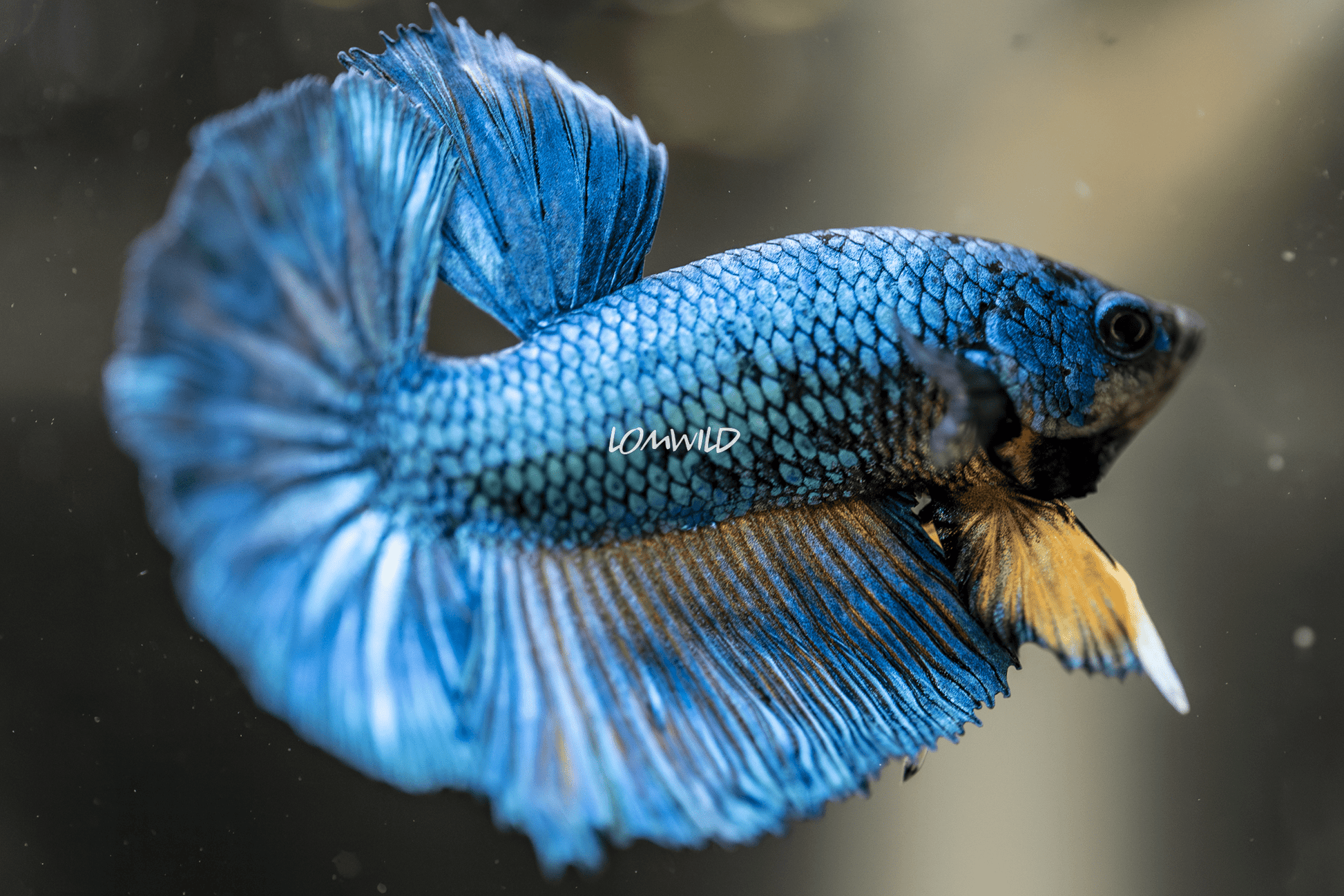 014 Fancy Betta Fish USA Bred Premium Line - LOMWILD
