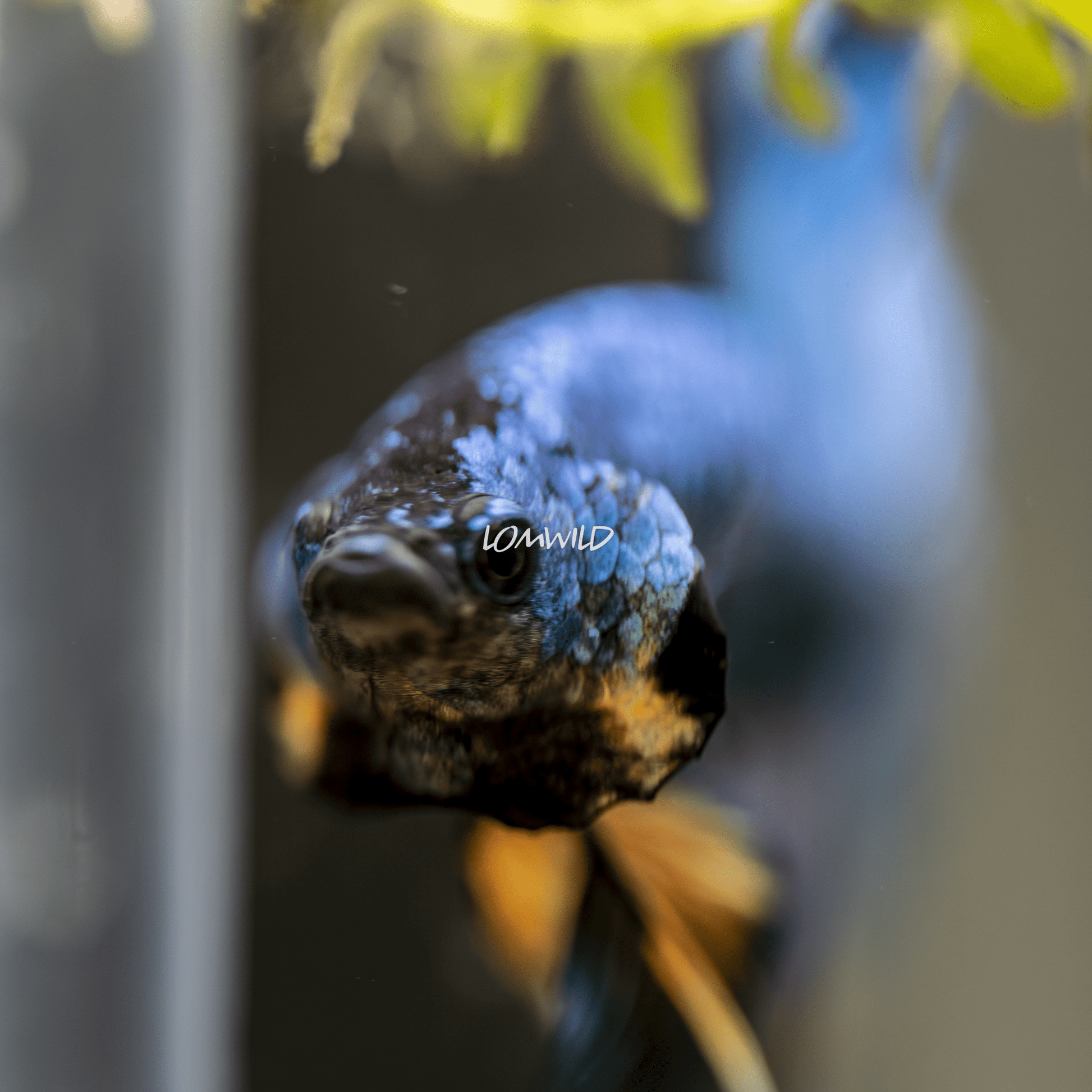 014 Fancy Betta Fish USA Bred Premium Line - LOMWILD