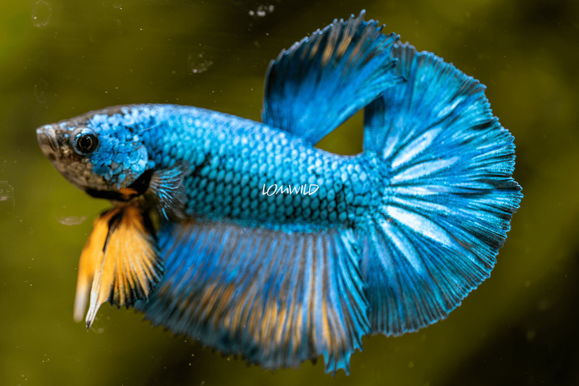 014 Fancy Betta Fish USA Bred Premium Line - LOMWILD