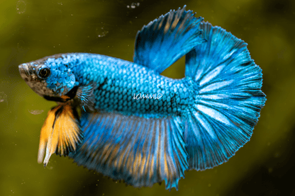 014 Fancy Betta Fish USA Bred Premium Line - LOMWILD