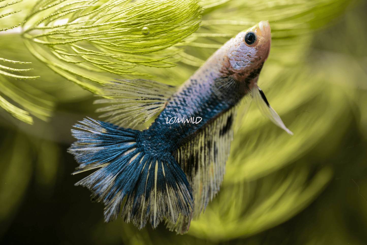 015 LOMWILD Premium Betta Fish Hobby Grade - LOMWILD