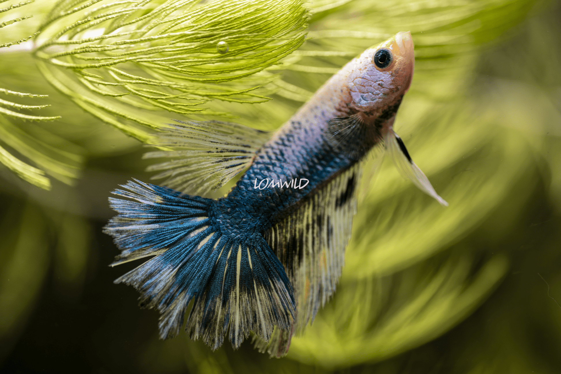 015 LOMWILD Premium Betta Fish Hobby Grade - LOMWILD