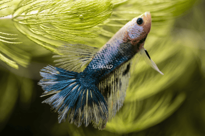 015 LOMWILD Premium Betta Fish Hobby Grade - LOMWILD