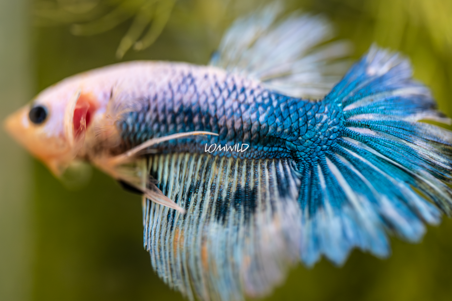 015 LOMWILD Premium Betta Fish Hobby Grade - LOMWILD