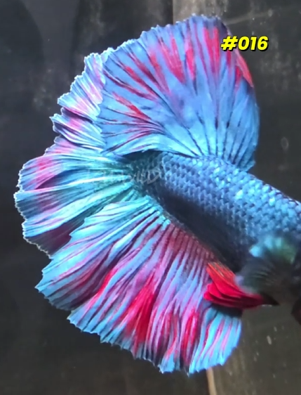 #016 Male Purple Skies Halfmoon Betta Fish