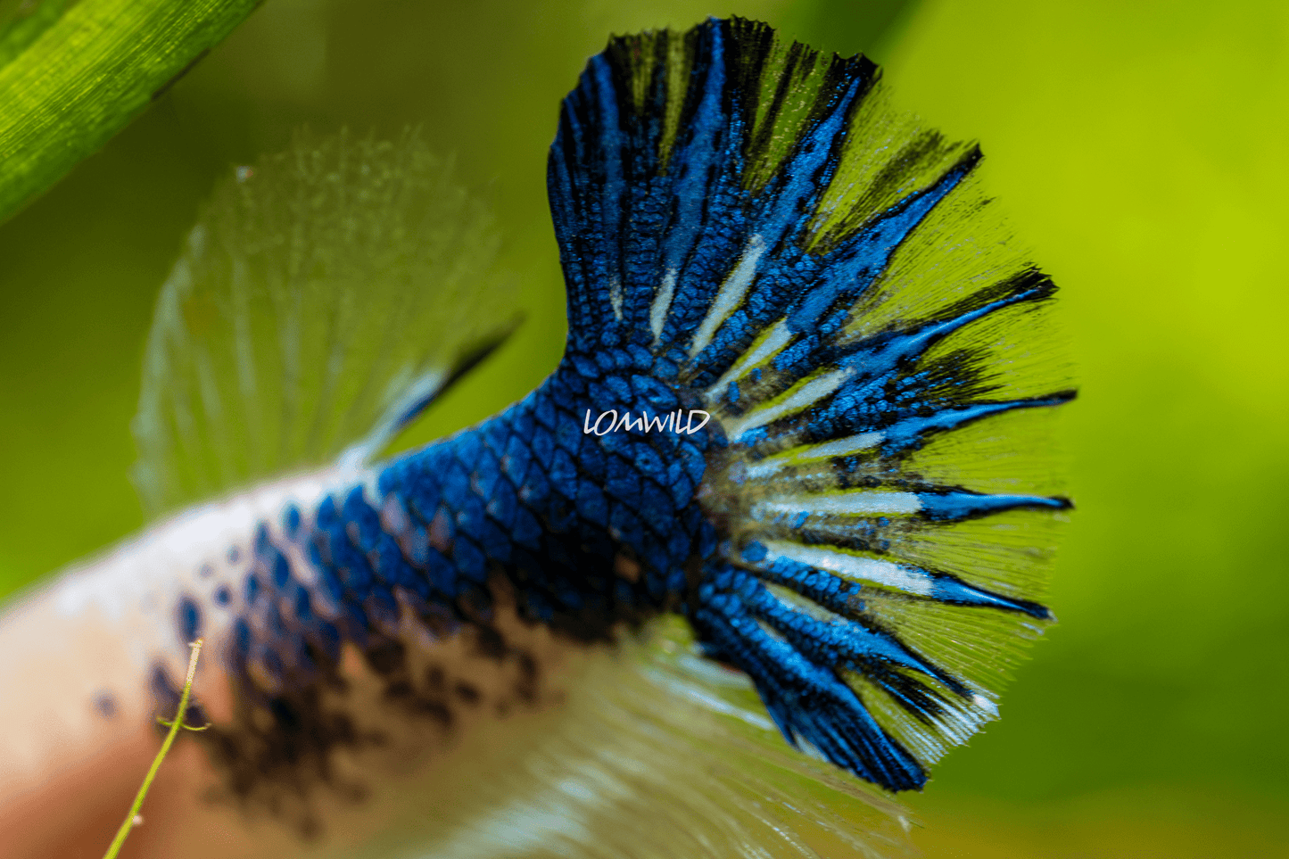 017 LOMWILD Fancy Betta Fish - LOMWILD