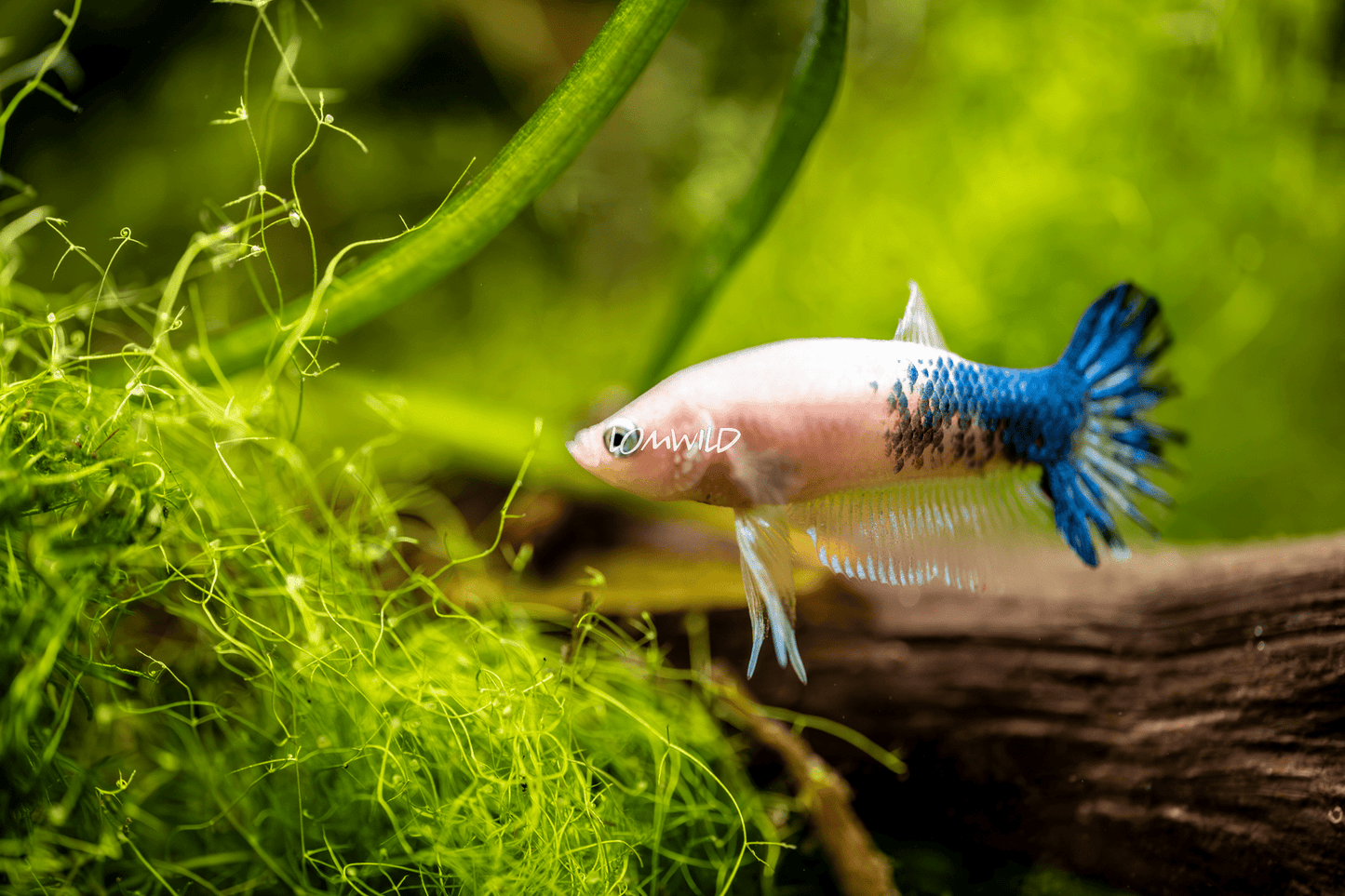017 LOMWILD Fancy Betta Fish - LOMWILD