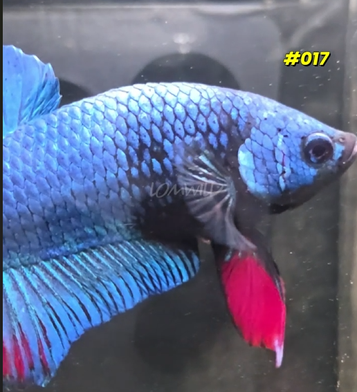 #017 Halfmoon Plakat Purple Skies Male