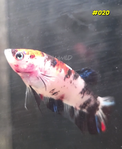 #020 Halfmoon Plakat Koi Female