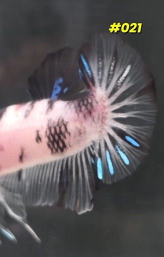 #021 Halfmoon Plakat Koi Male