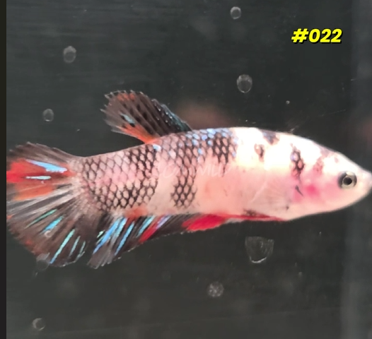 #022 Halfmoon Plakat Koi Female