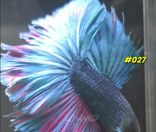 #027 Purple Skies Rosetail Halfmoon Male- Limited!