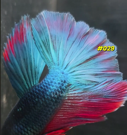 029 Purple Skies Halfmoon Male - LOMWILD