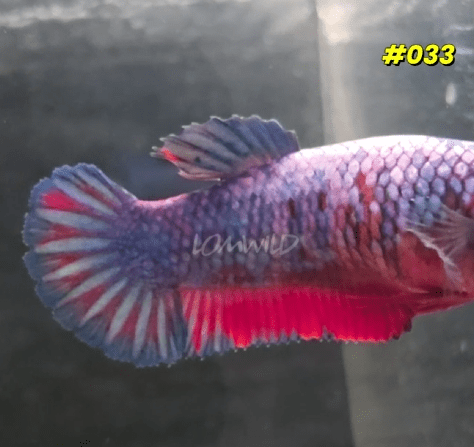 033 Purple Skies Halfmoon Plakat Female - LOMWILD