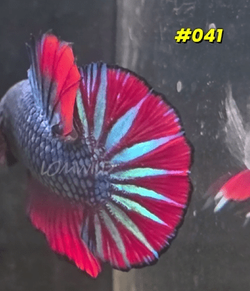 041 Halfmoon Plakat Spidey Boy Male - LOMWILD