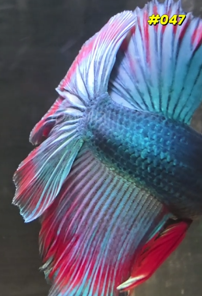 #047 Purple Skies Halfmoon Male