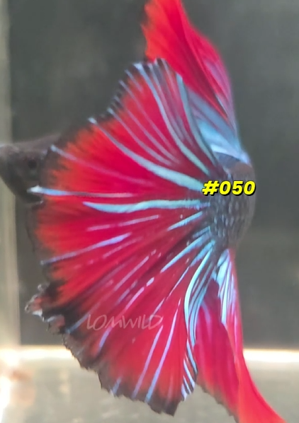 050 Halfmoon Spidey Boy Male - LOMWILD