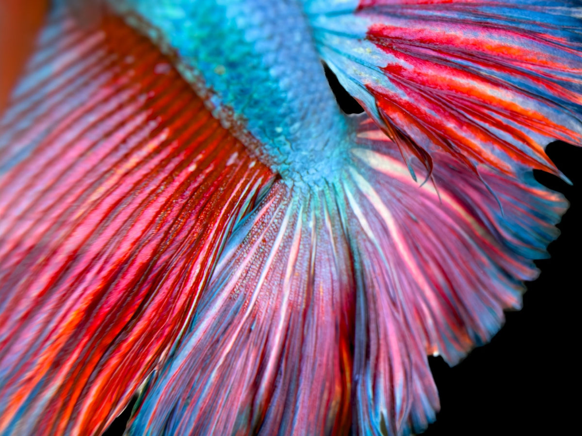 #059 Fancy Betta Fish Premium Purple Skies Aquarium Line - LOMWILD