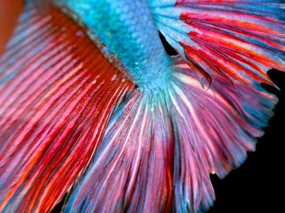 #059 Fancy Betta Fish Premium Purple Skies Aquarium Line - LOMWILD