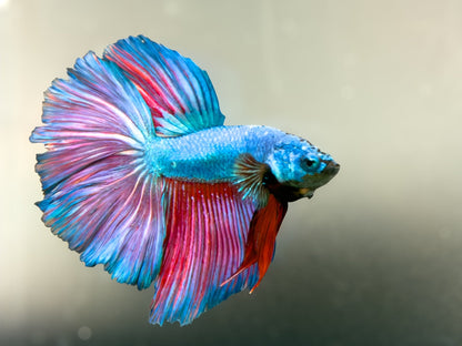 #059 Fancy Betta Fish Premium Purple Skies Aquarium Line - LOMWILD