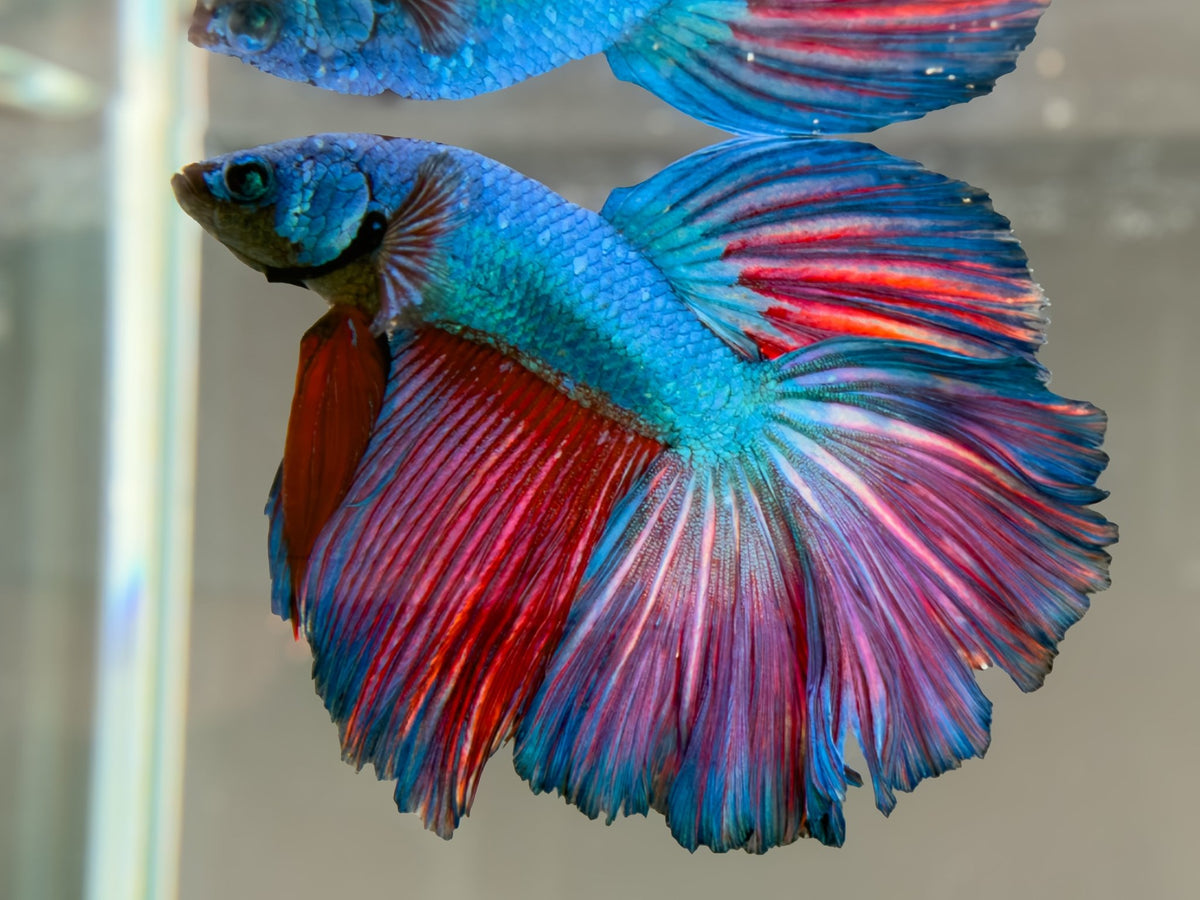 #059 Fancy Betta Fish Premium Purple Skies Aquarium Line - LOMWILD