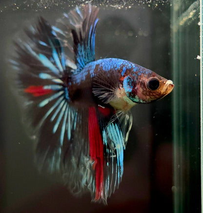 110 Bleeding Heart Fancy Hawk LOMWILD Premium Male Betta Fish - LOMWILD