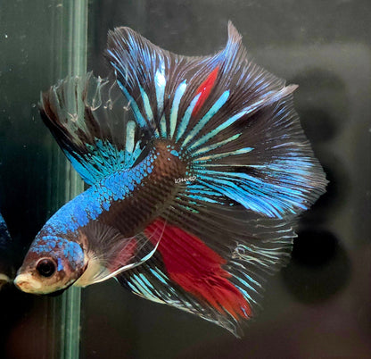 110 Bleeding Heart Fancy Hawk LOMWILD Premium Male Betta Fish - LOMWILD