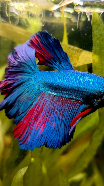 111 High Quality Male Super Rosetail Purple Skies Line ONLY 1 AVAILABLE! - LOMWILD