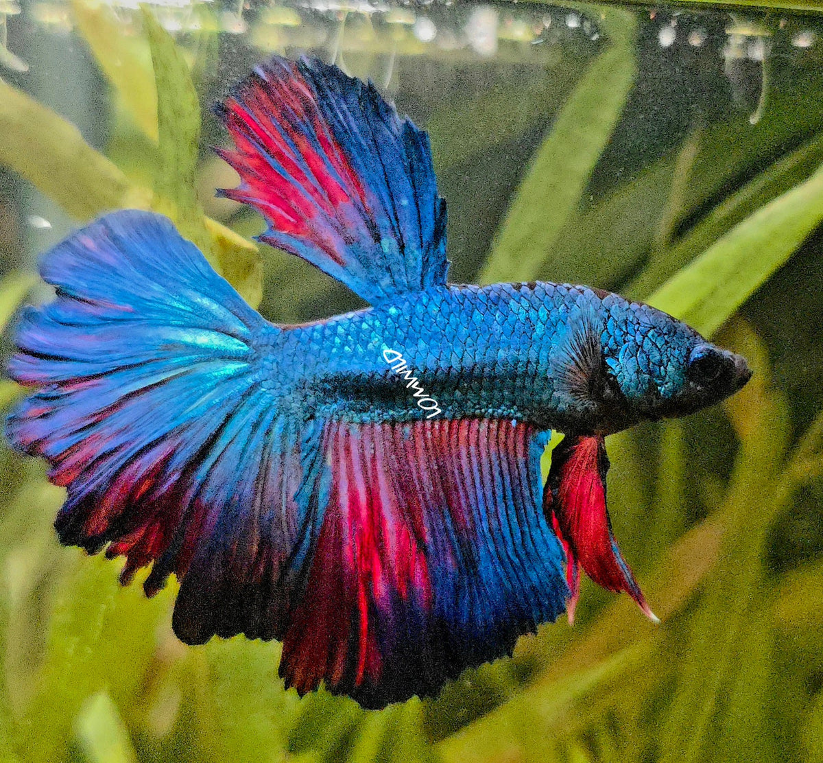 111 High Quality Male Super Rosetail Purple Skies Line ONLY 1 AVAILABLE! - LOMWILD