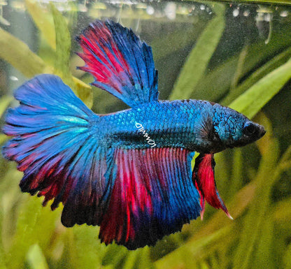 111 High Quality Male Super Rosetail Purple Skies Line ONLY 1 AVAILABLE! - LOMWILD