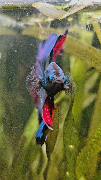 111 High Quality Male Super Rosetail Purple Skies Line ONLY 1 AVAILABLE! - LOMWILD